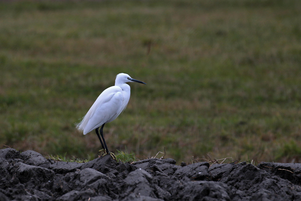 Kleine Zilverreiger